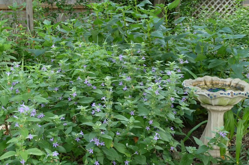 Henry Duelberg Sage: Blue Cloud Wonder
