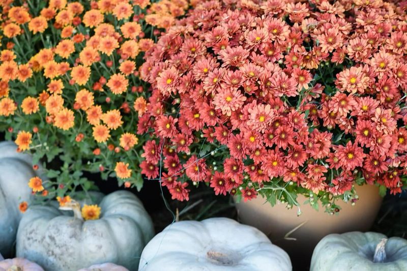 Fall Chrysanthemums