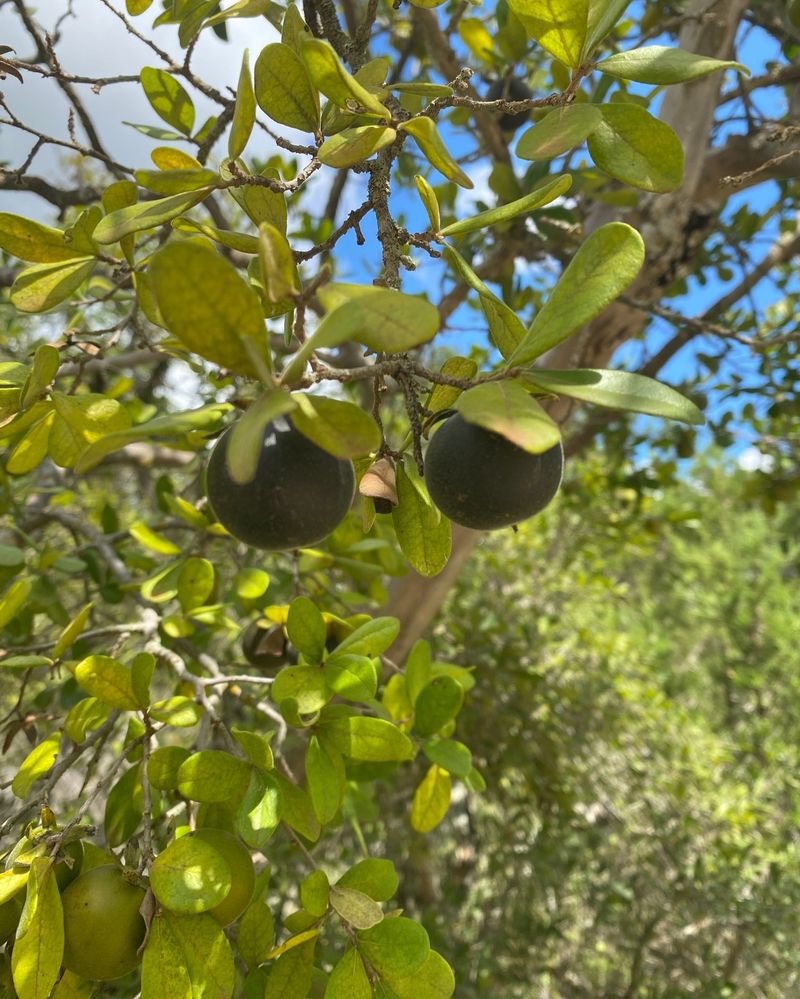 Texas Persimmon