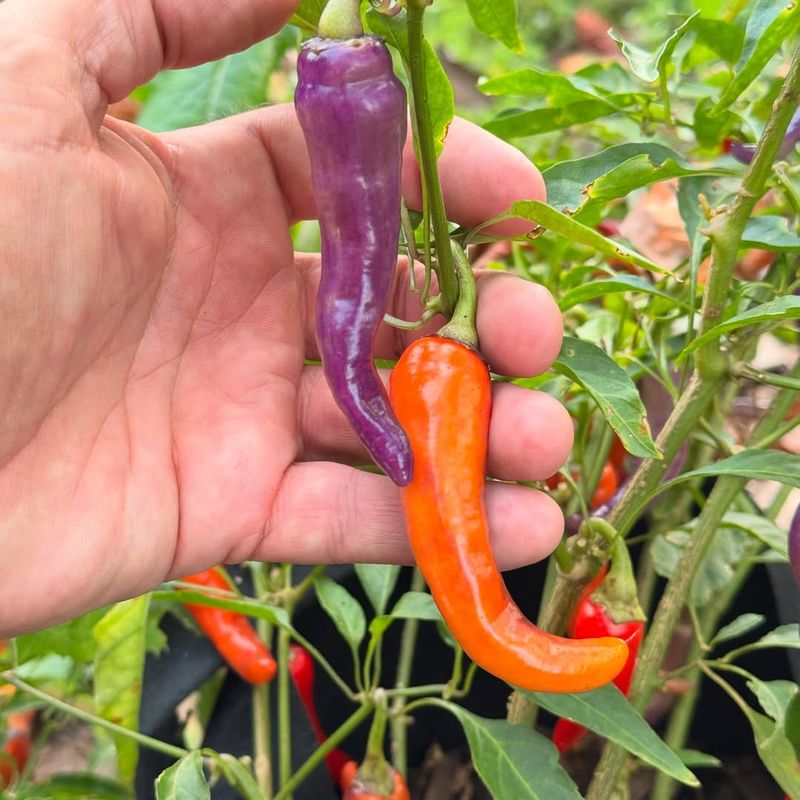 Prolific Hot Peppers
