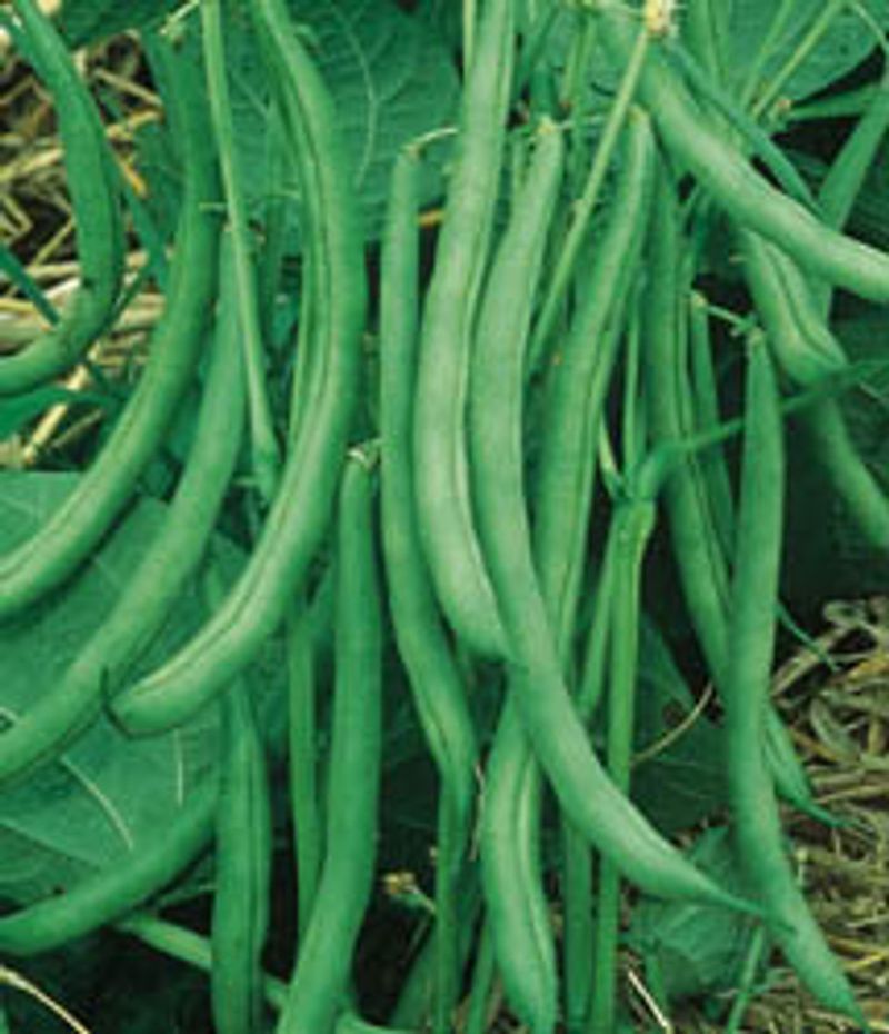 Bush Beans