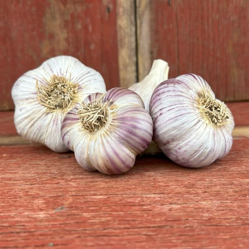 Garlic For All Seasons