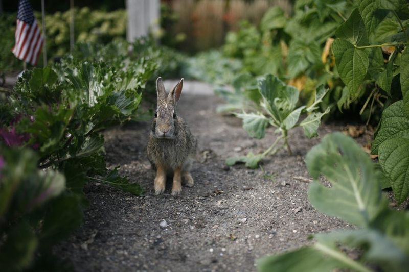 Deer And Rabbit Browsing