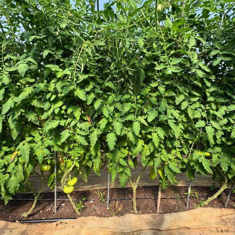 Compacted Urban Fill Soil