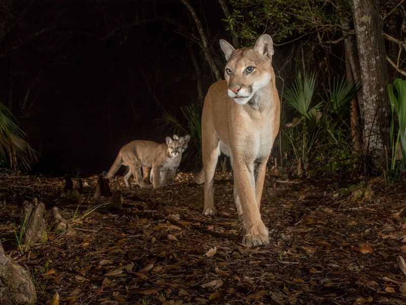 Florida Panther: Elusive Apex Predator