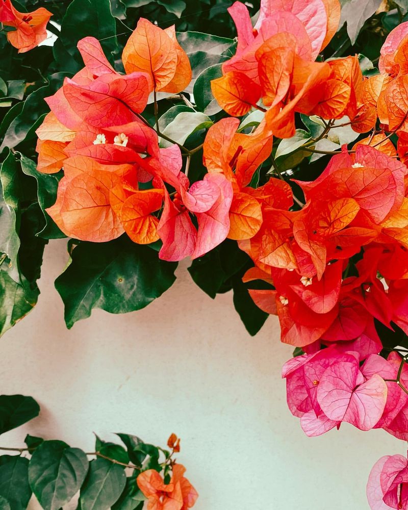 Drought-Smart Bougainvillea Hybrids