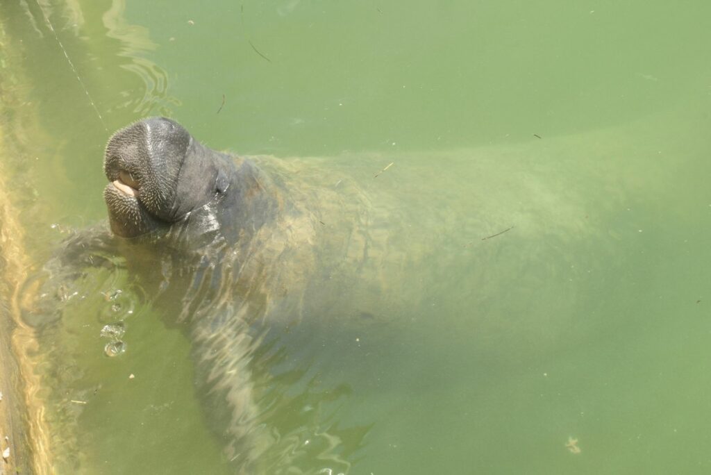 Florida Manatee