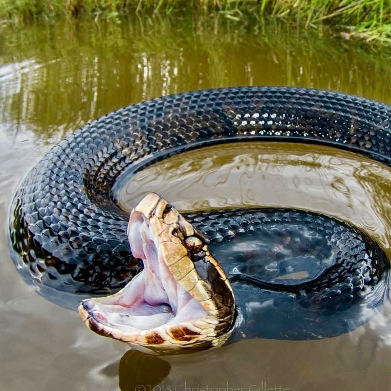 Cottonmouth Snake: Aggressive Water Moccasin