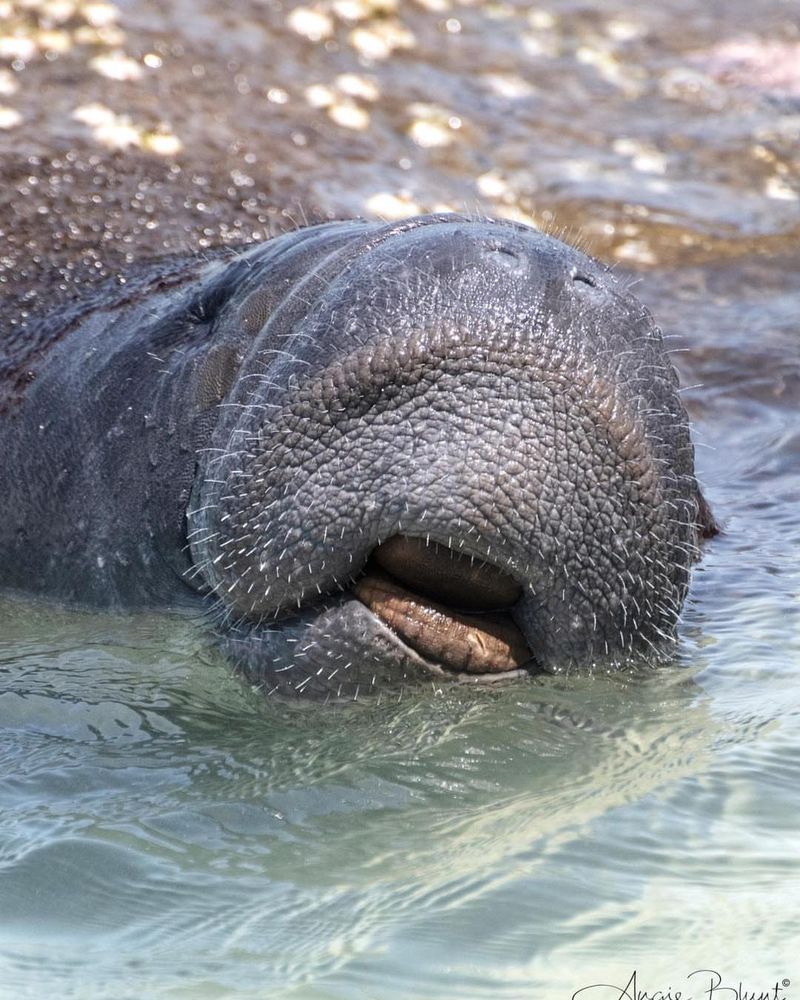 Manatees: Gentle Giants Of Florida Waters