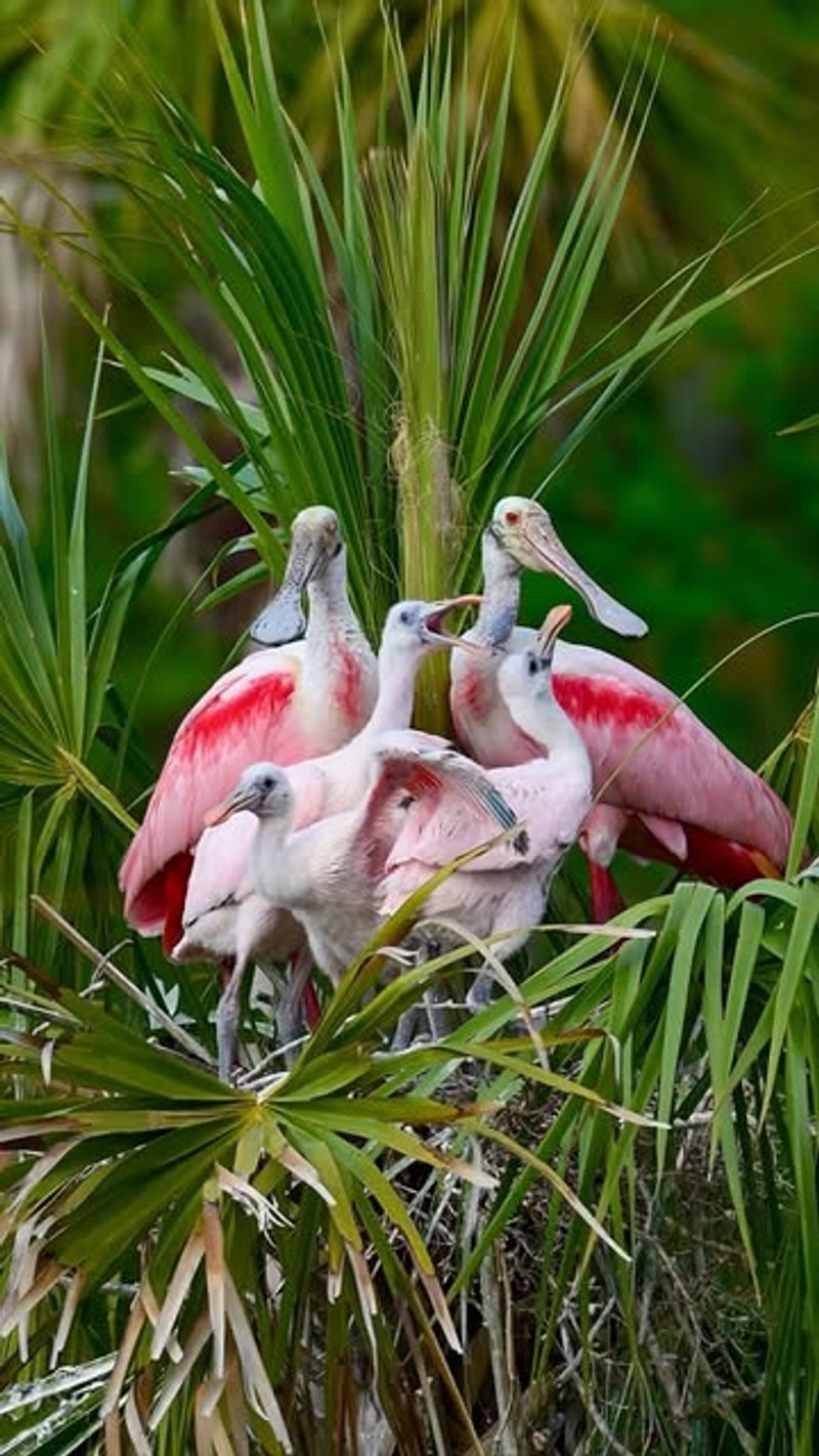 Roseate Spoonbills Near Water Features