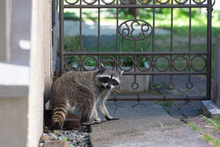 raccoon in yard