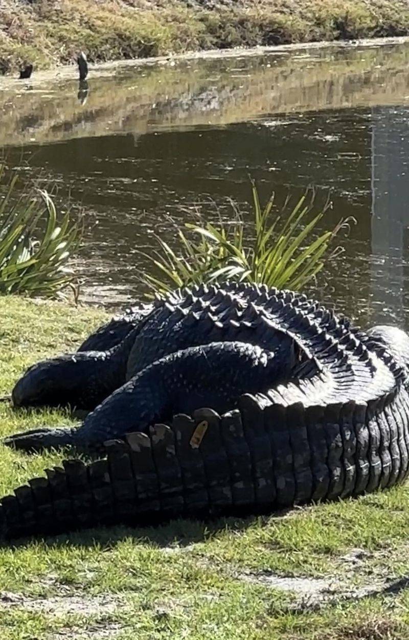 American Alligators In Backyard Ponds