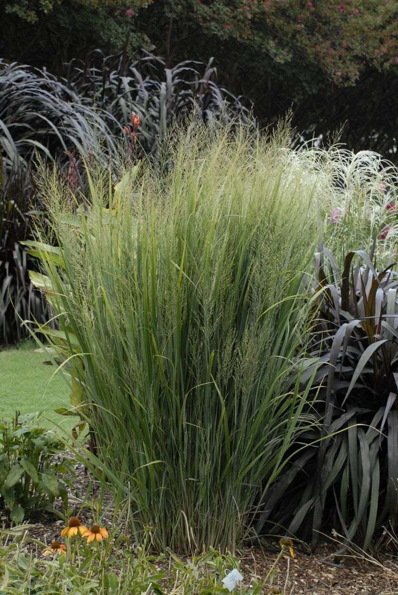 Ornamental Grasses