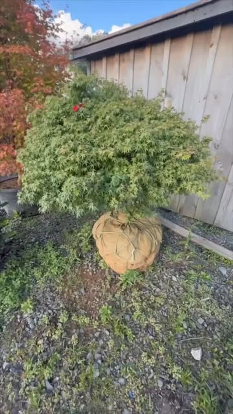 Conifers and Winterberry