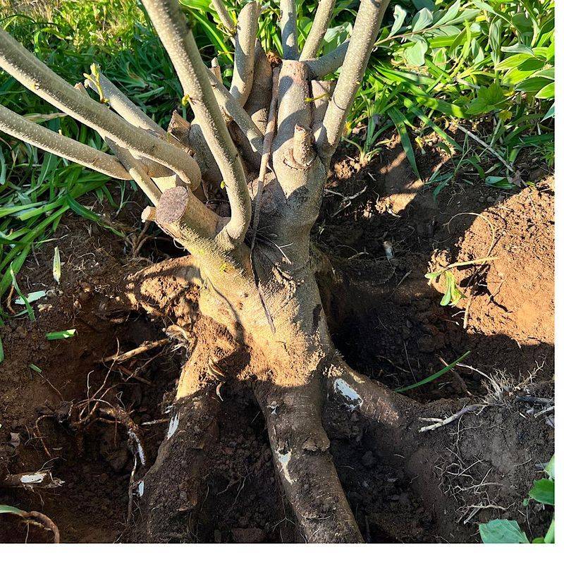 Root Disruption Through Tilling