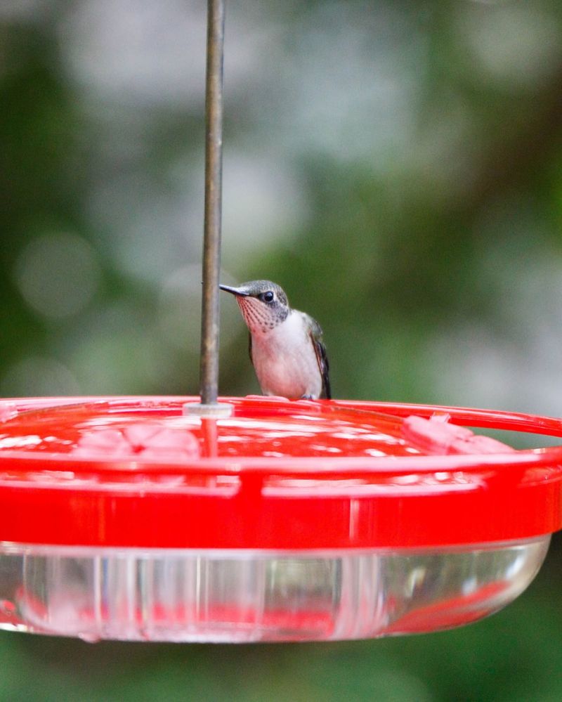 Snowbird Schedule Adjustments