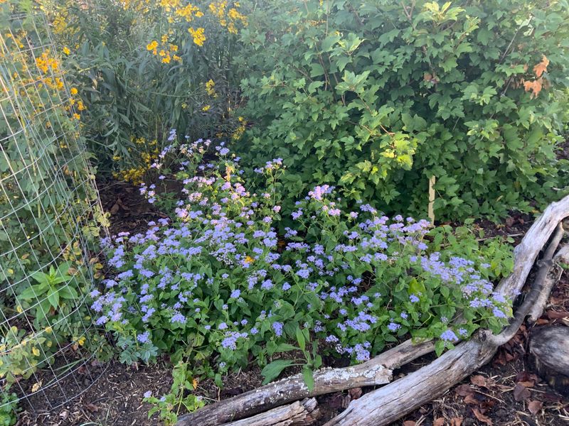 Moon Phase Planting