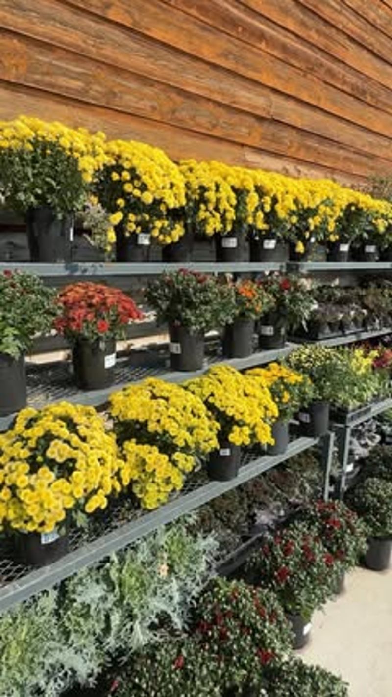 Buying Too Late In The Season