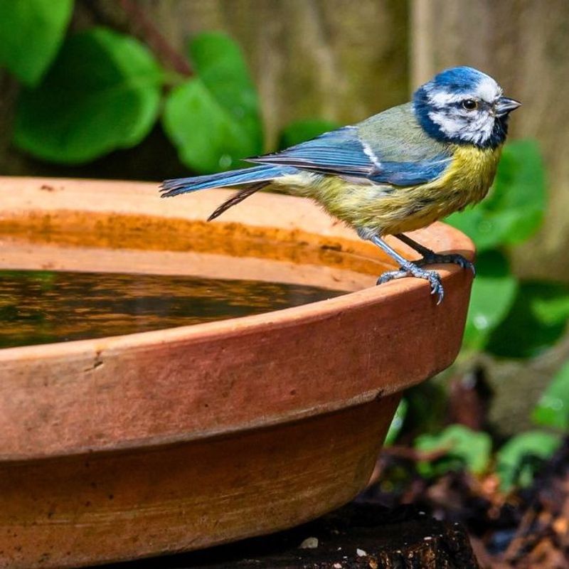 Poor Timing For Water Refreshment
