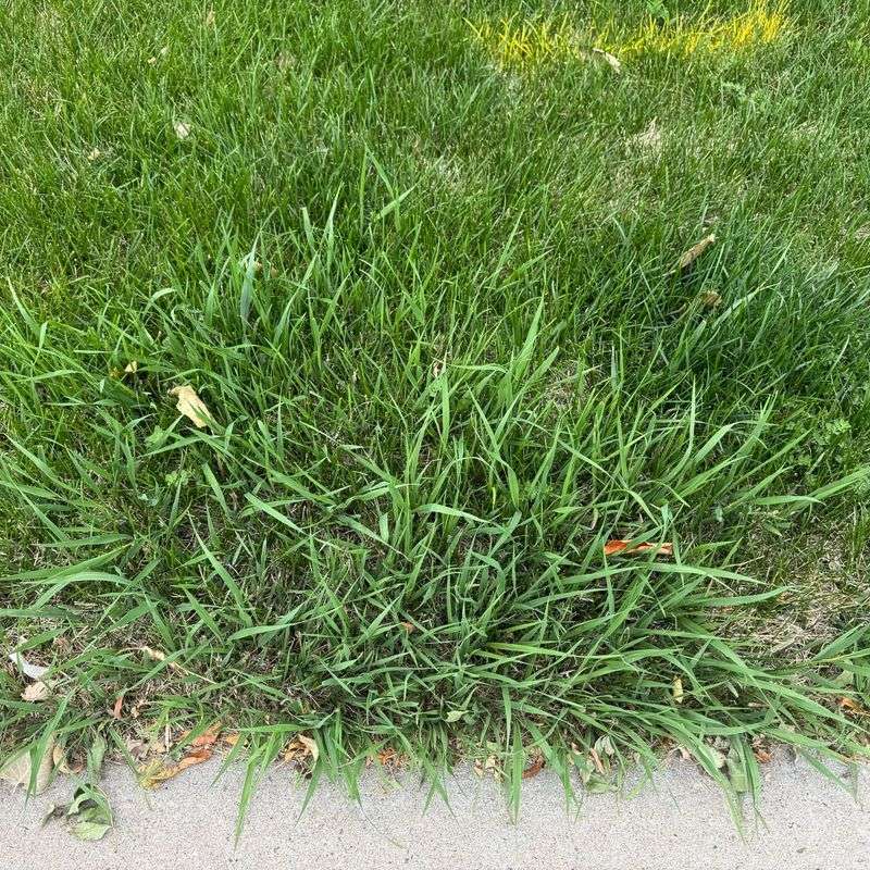 Planting Wrong Grass Types