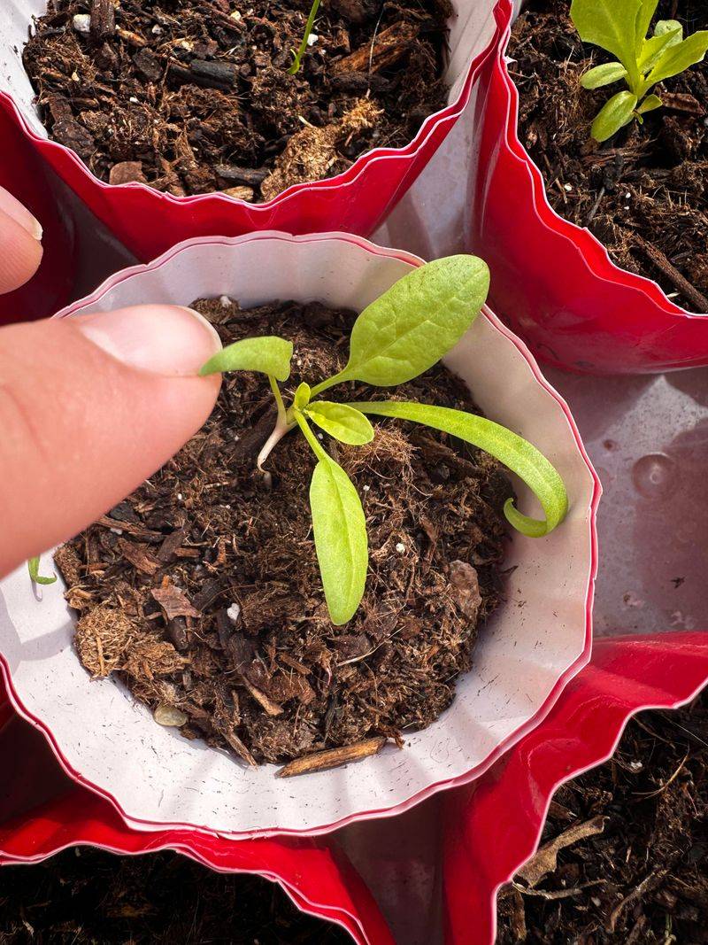 Using Chemical Fertilizers