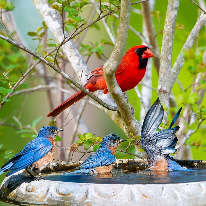 Missing Nearby Perching Spots