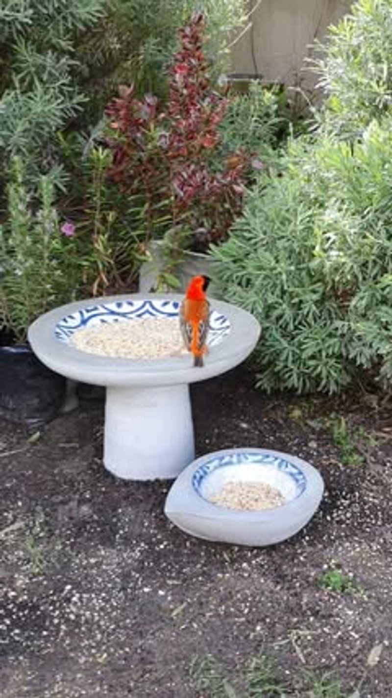 Poor Placement Near Predator Hiding Spots