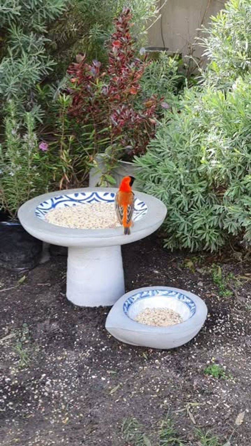 Poor Placement Makes Birds Feel Unsafe