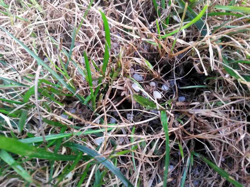 Overapplying Fertilizer As A Quick Fix