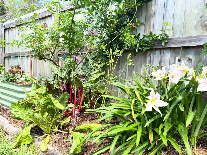 Edible Landscapes