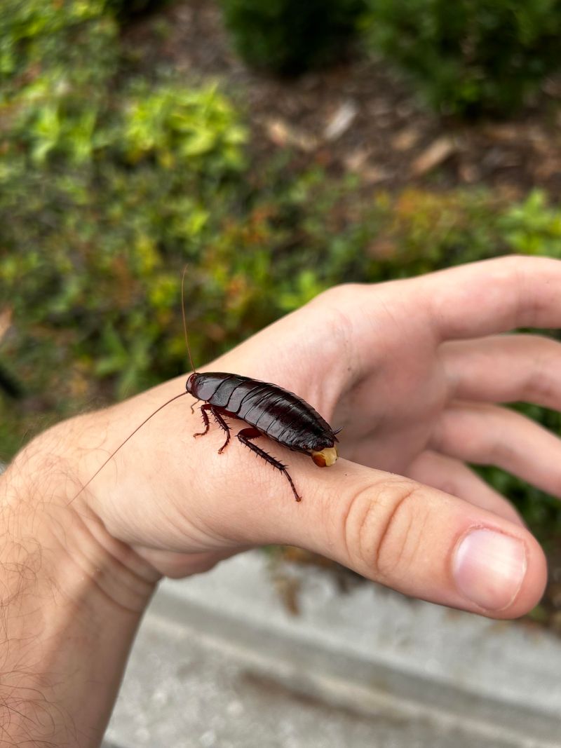 Palmetto Bugs