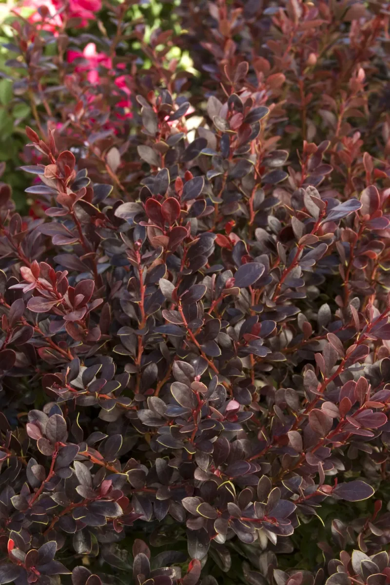 Japanese Barberry