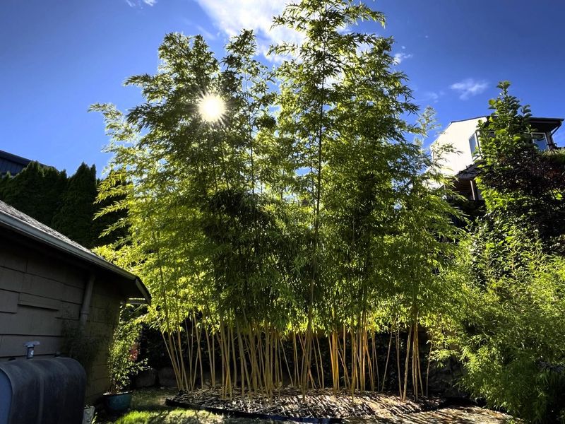 Bamboo