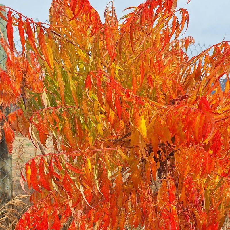 Sumac