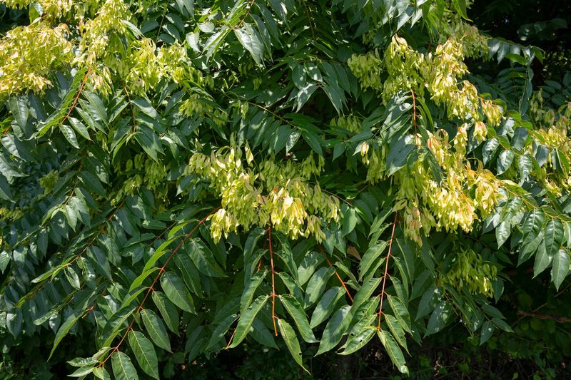 Tree Of Heaven