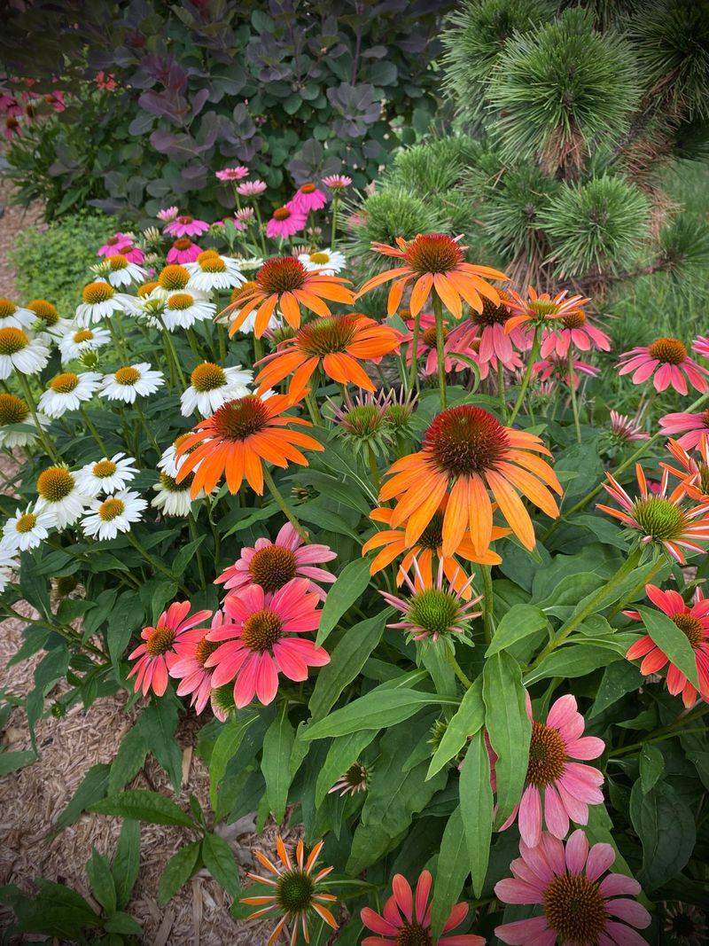 Coneflowers