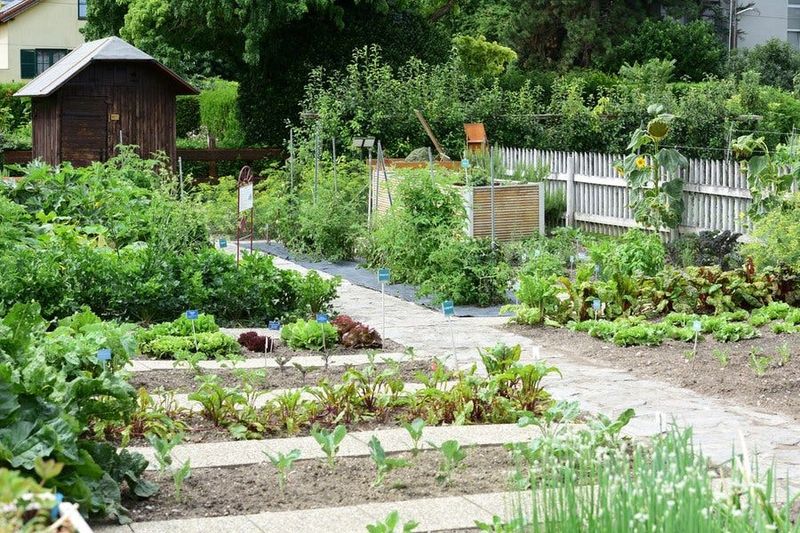 Colonial Williamsburg Inspired Herb Gardens Flourish