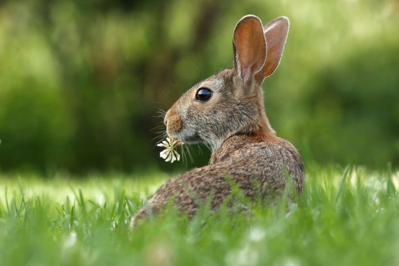 Eastern Cottontail Rabbits Munching Lawn Clover