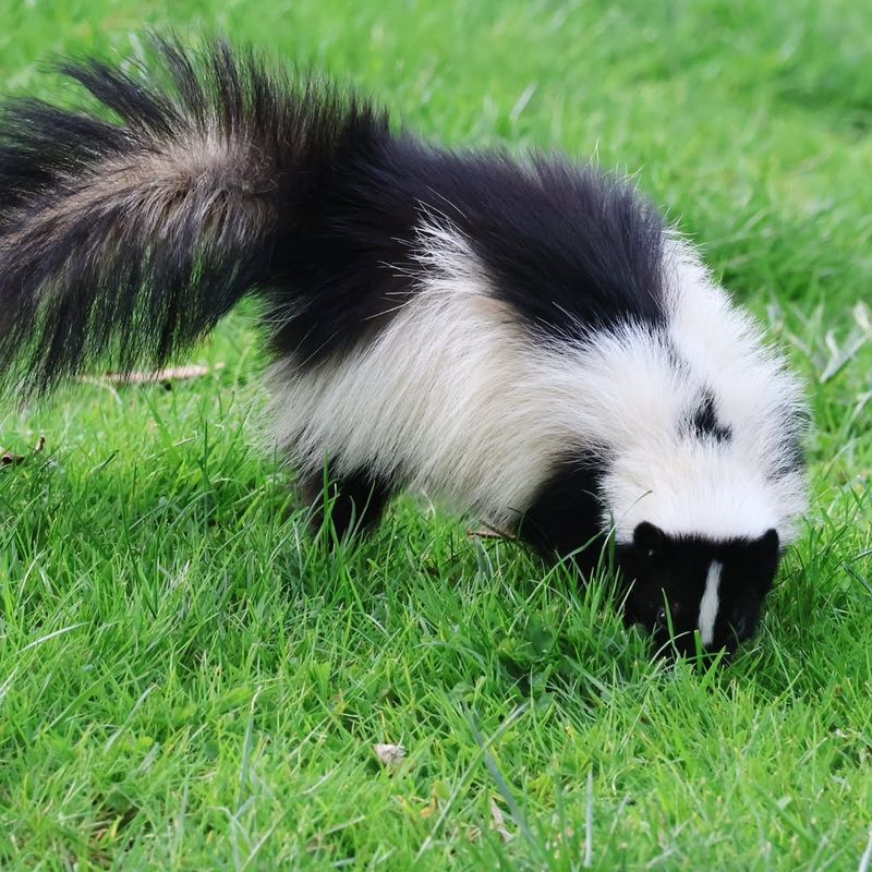 Skunks: Fragrant Visitors