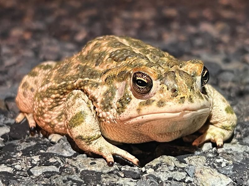 Certain Frog and Toad Species: Garden Pest Patrol