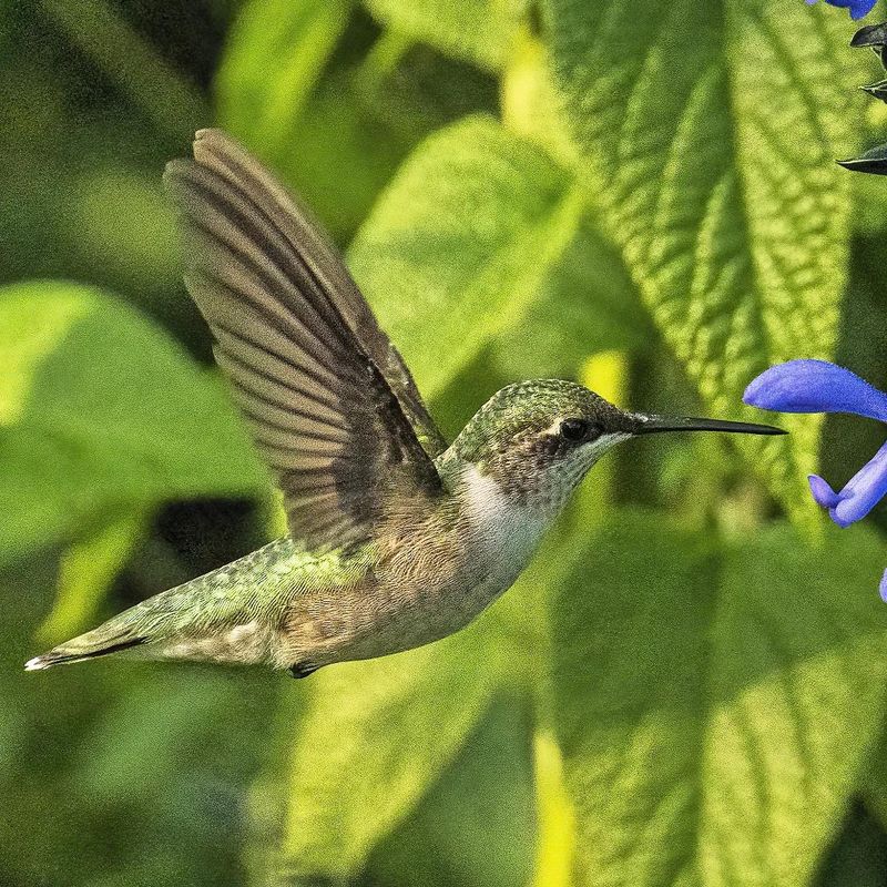 Hummingbirds