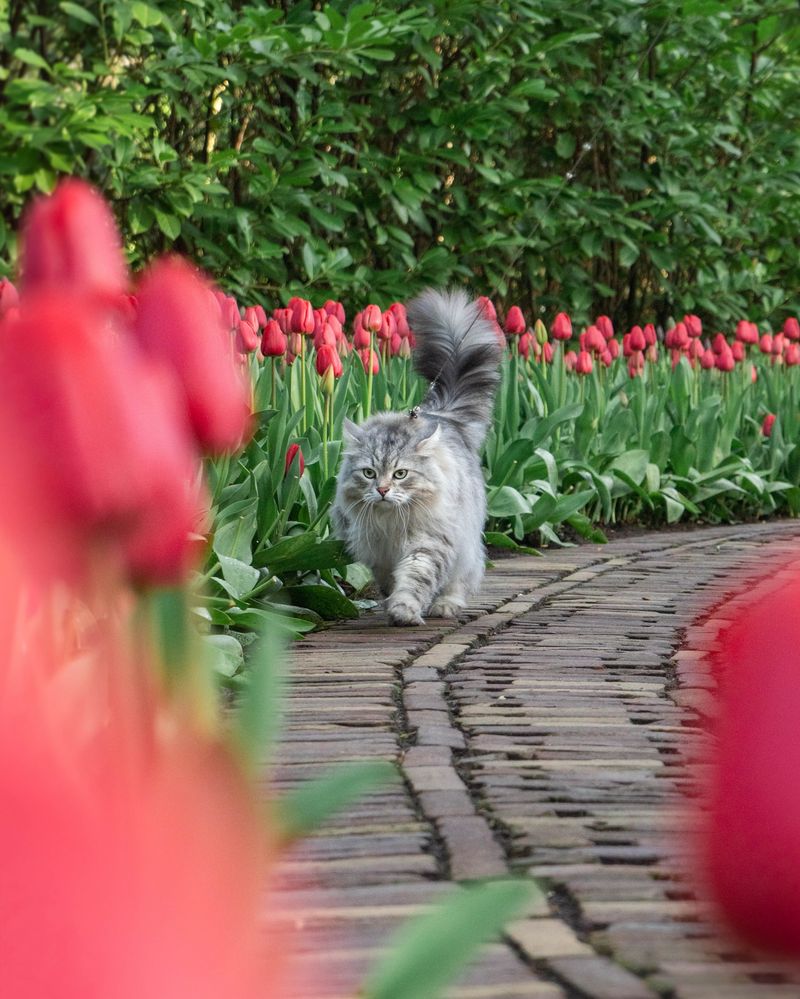 Tulips
