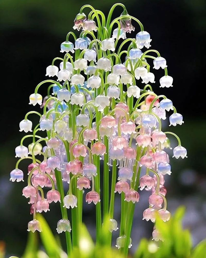 Lily Of The Valley: Tiny Bells, Big Trouble