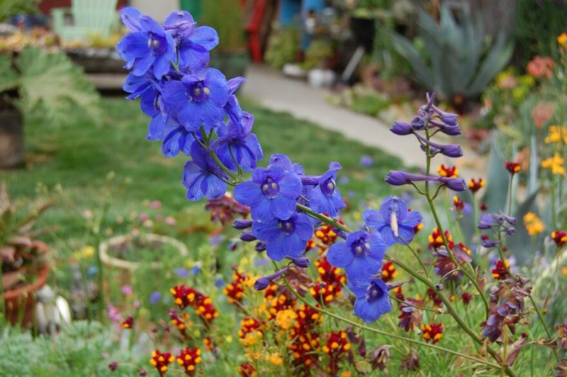 Kent's Delphinium Displays Dazzle Visitors