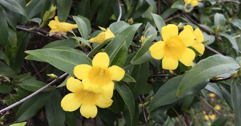 Yellow Jessamine: The Vine With A Venomous Secret