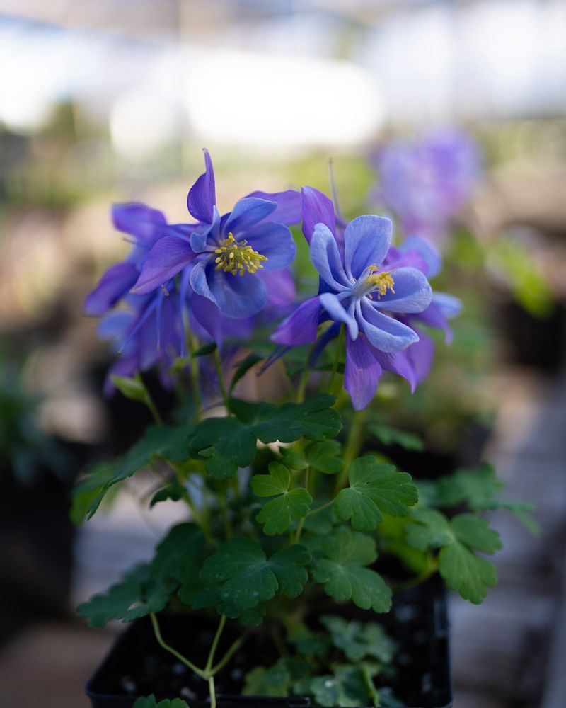 Columbine Collapses In Clay