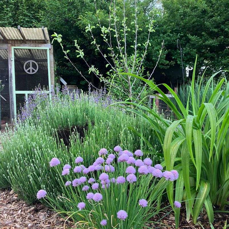 Onions And Chives Border
