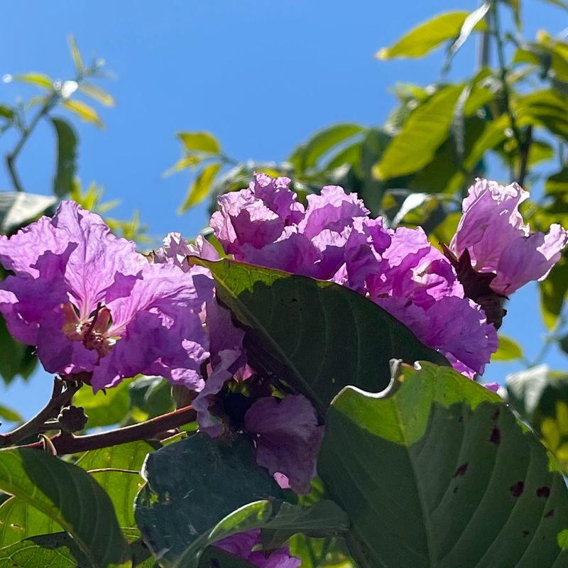 Regal Crape Myrtles
