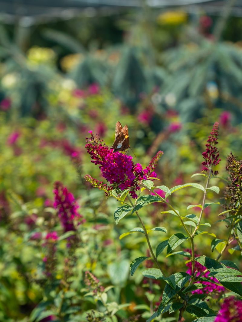 Deer-Resistant Butterfly Bush For Summer Color