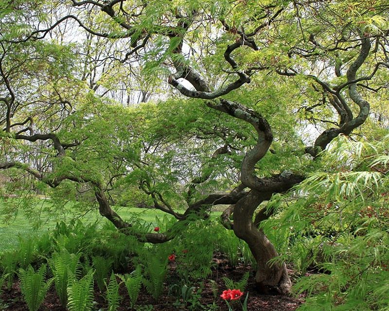 Graceful Japanese Maple